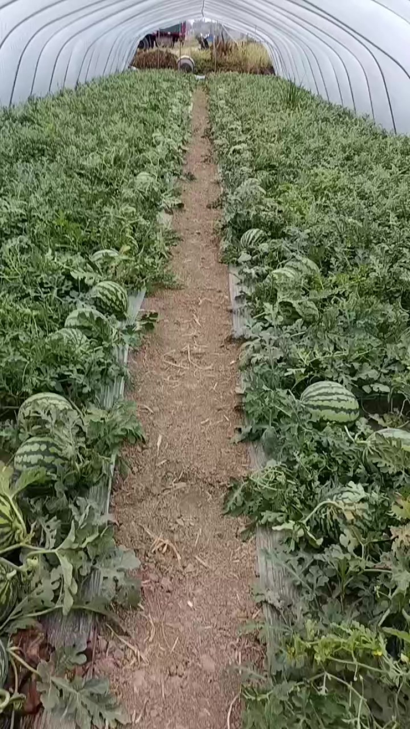 西瓜美都