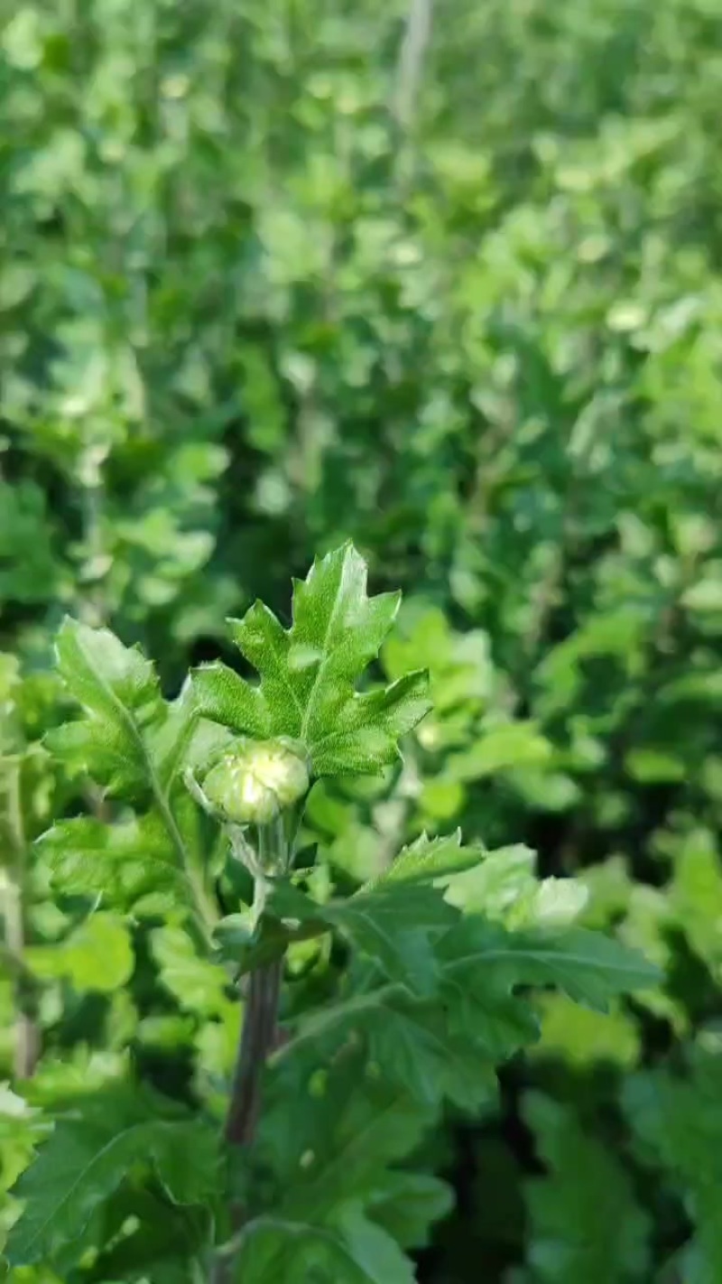黄白菊花
