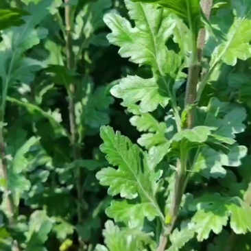 黄白菊花