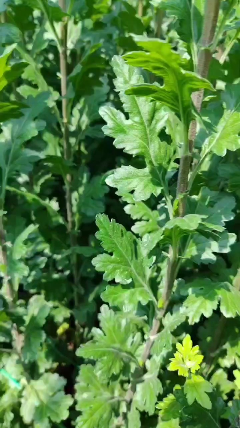 黄白菊花