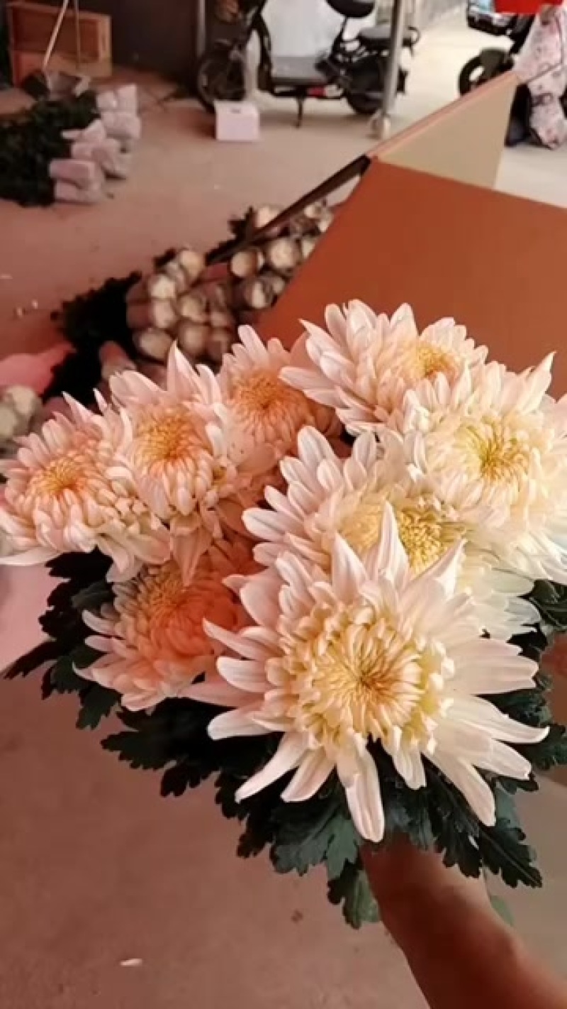 黄白菊花