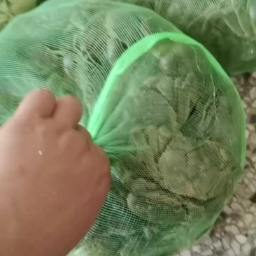 精品六月黄