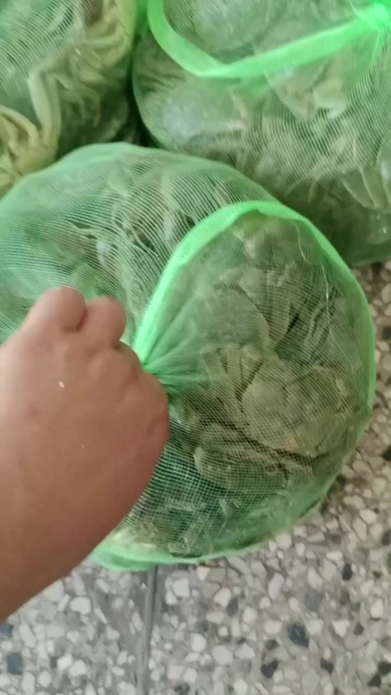 精品六月黄