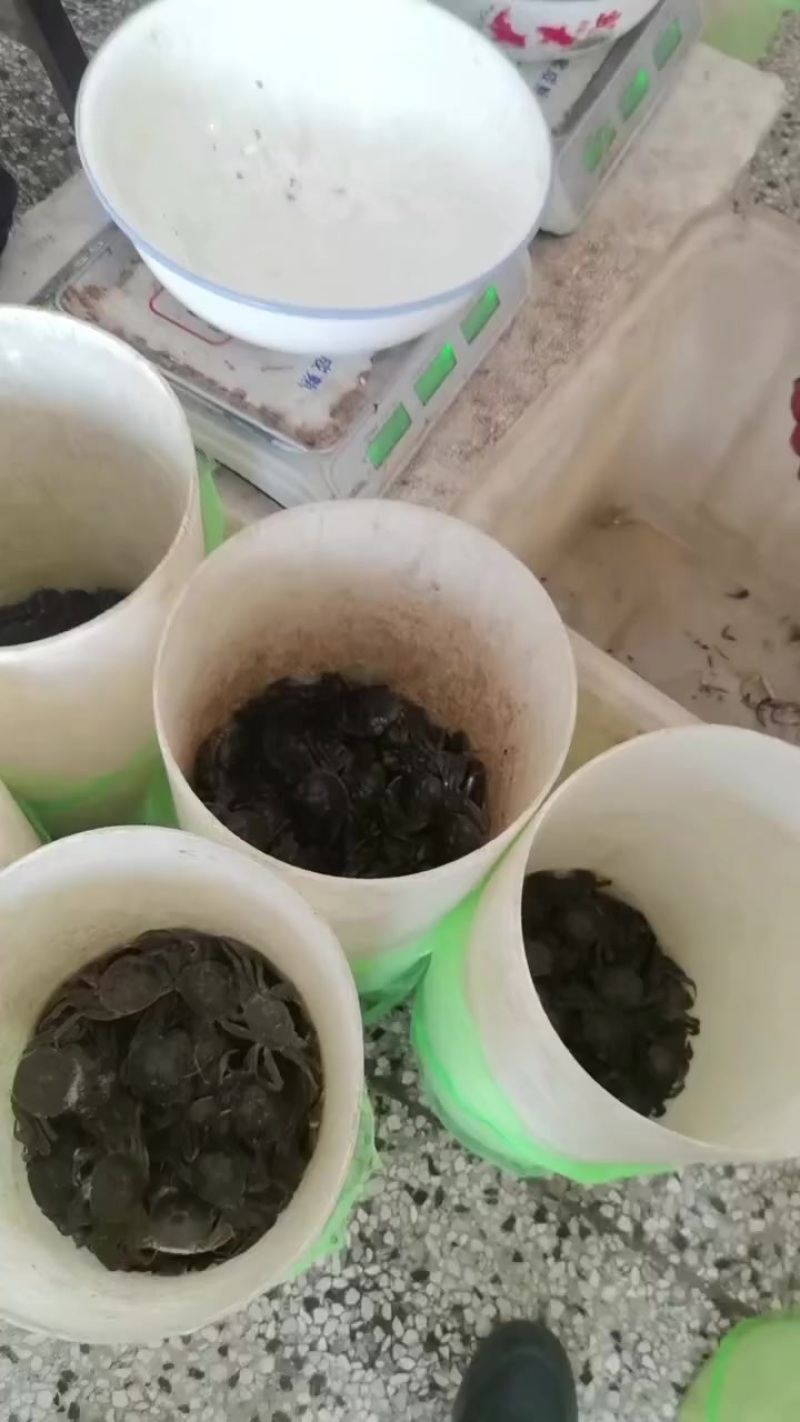 精品六月黄