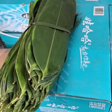 棕叶