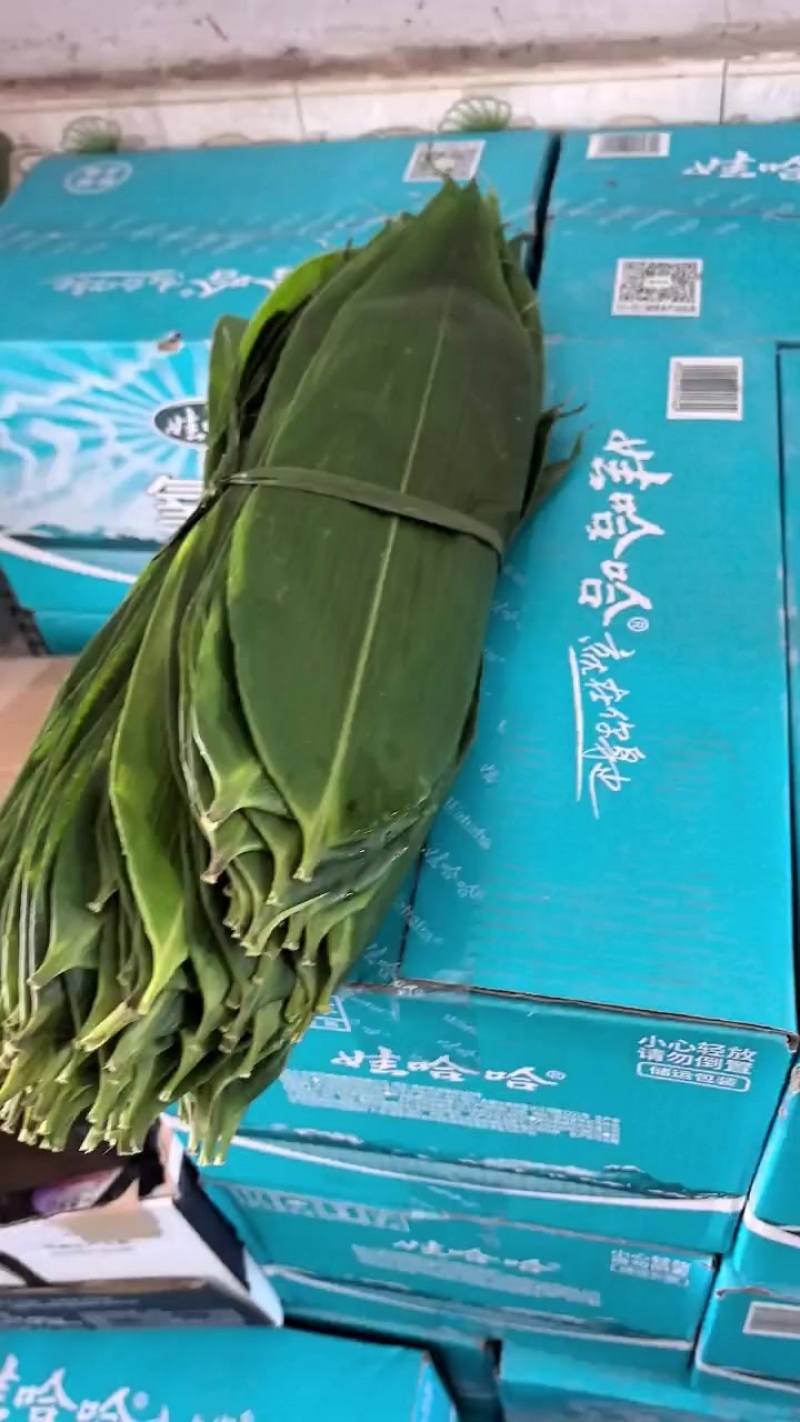 棕叶