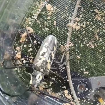 赤眉金刚天牛