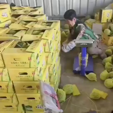 特小凤西瓜