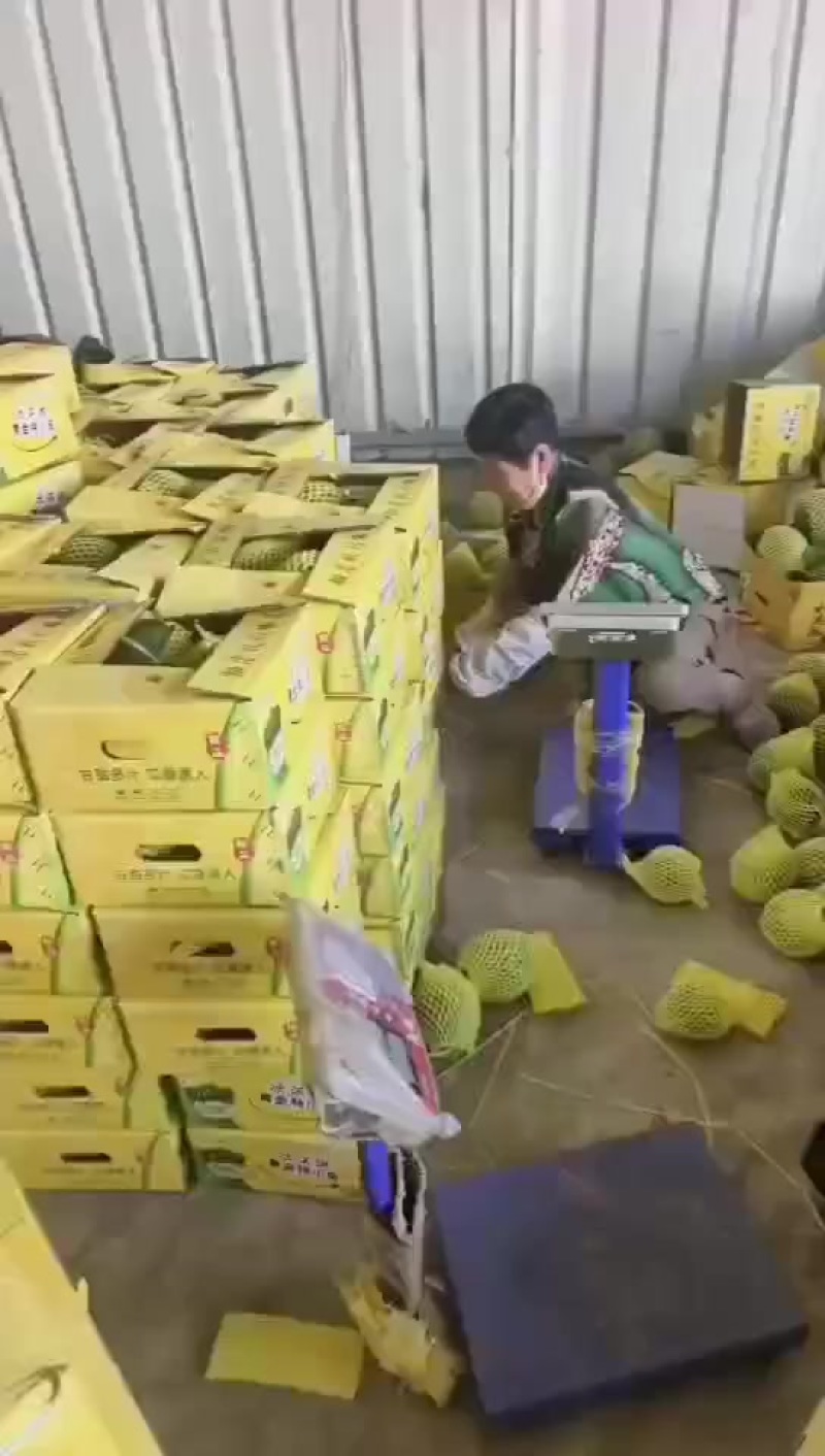 特小凤西瓜