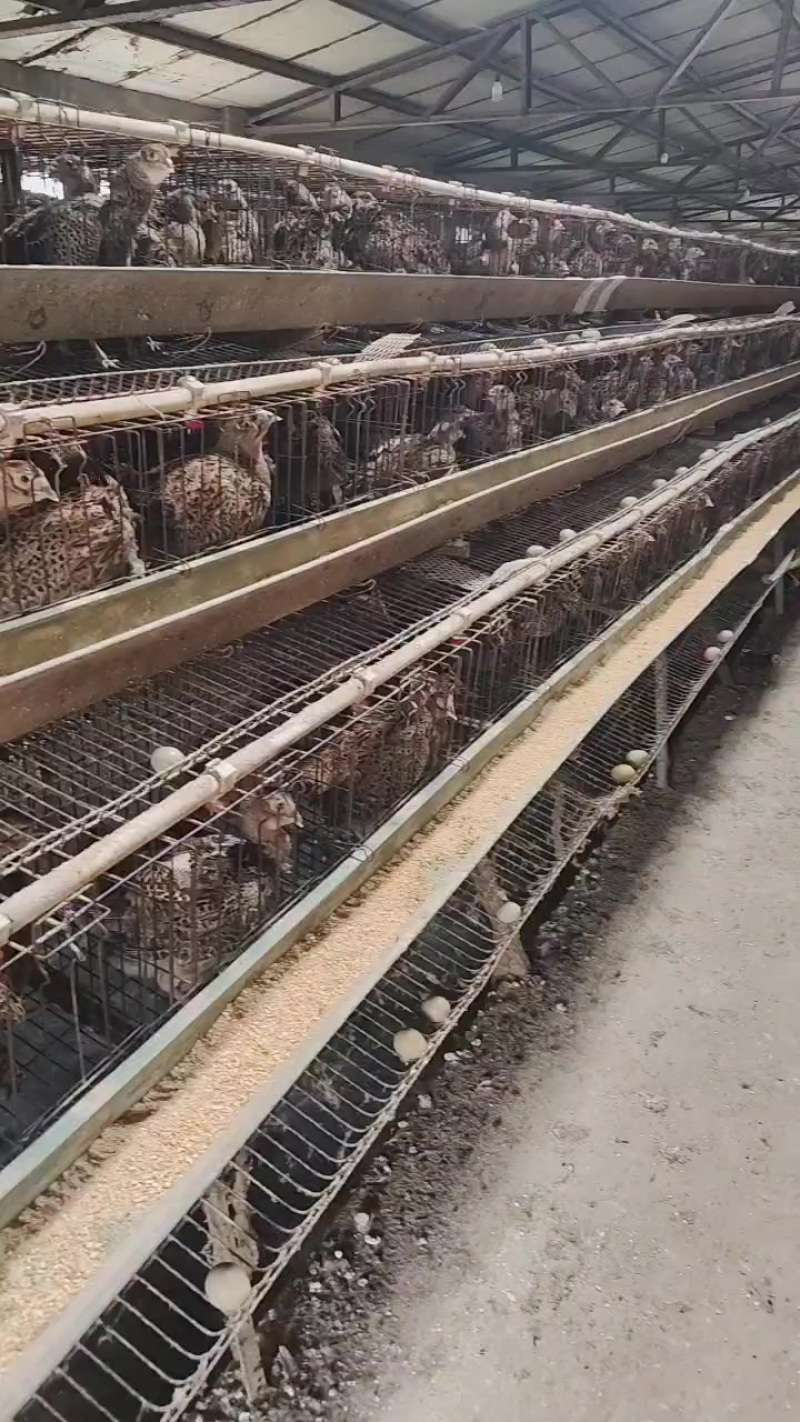处理一批大公鸡，顺便卖点鸡蛋，自己的养殖场日产一万枚鸡蛋