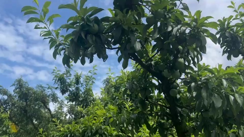 古蔺五月脆