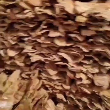 福建三明笋干，附近的可上门看货，不包运费，一次性结清