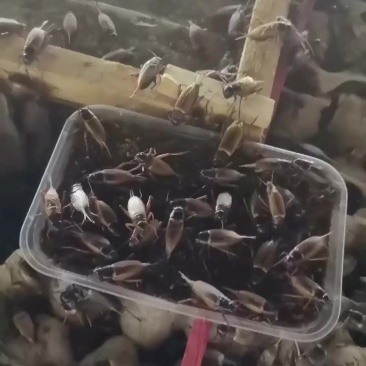 蟋蟀
