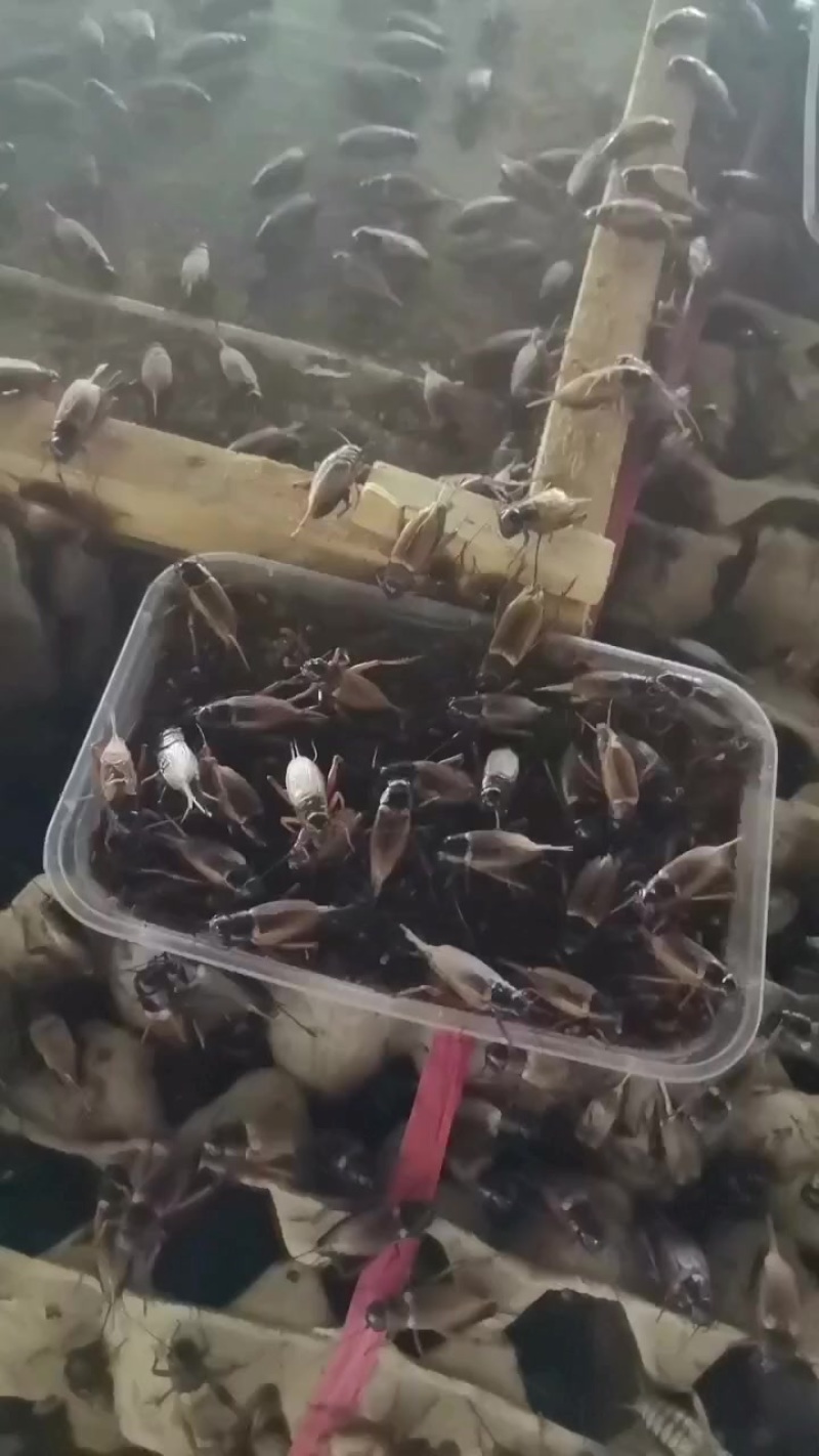 蟋蟀
