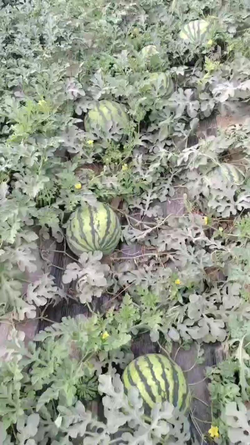 美都