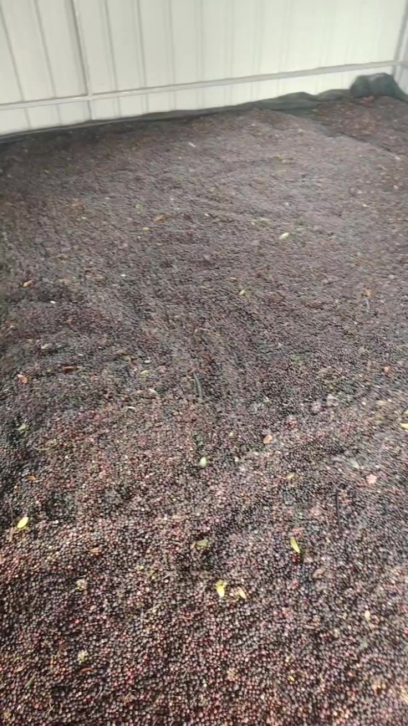 土茯苓种子