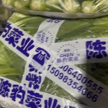 精品上海青精品小白菜