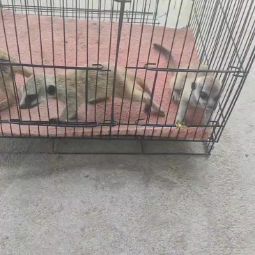 狐獴聪明粘人人工养殖喜欢的朋友详谈
