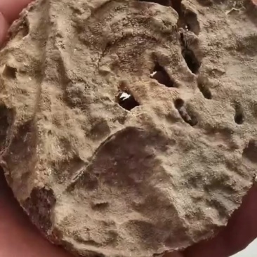 天然沉香保证质量100%