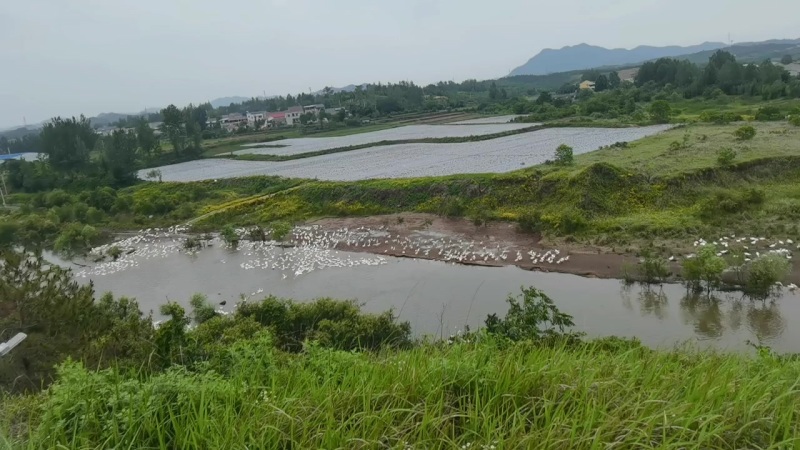 河边散养大白鹅