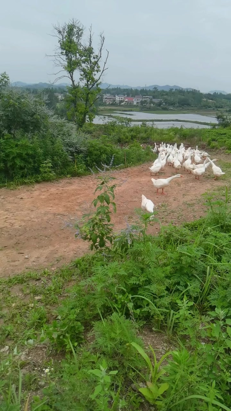 河边散养大白鹅