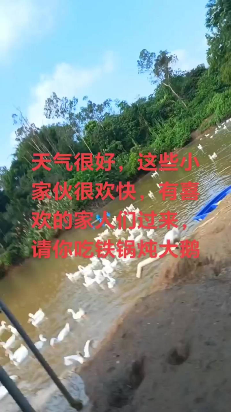 三花鹅