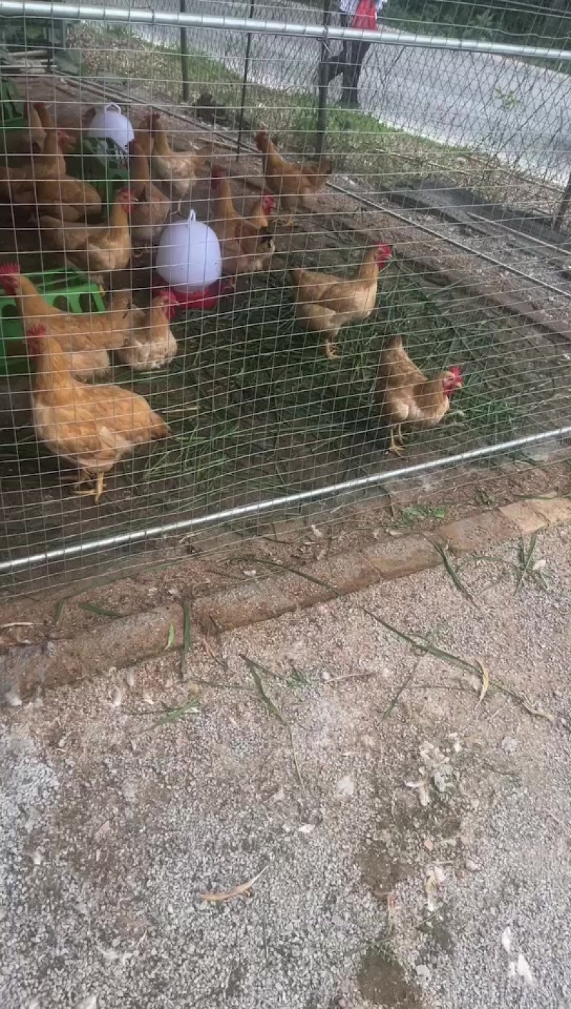 三黄鸡项