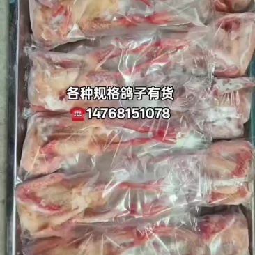 各种规格鸽子大量有货