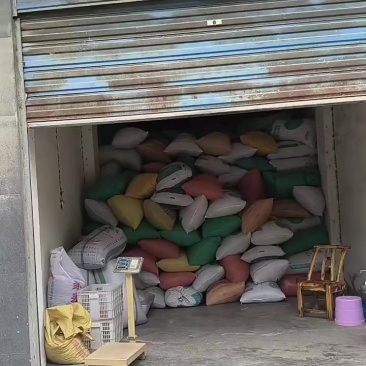 菜籽