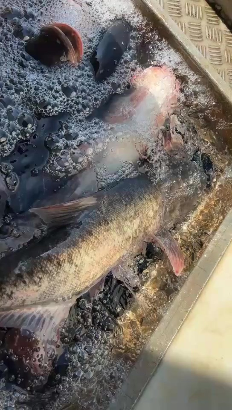 大花连出售