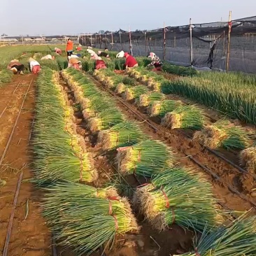 潍坊市坊子区麦茬葱苗大量上市，产品质量保证，基地直供