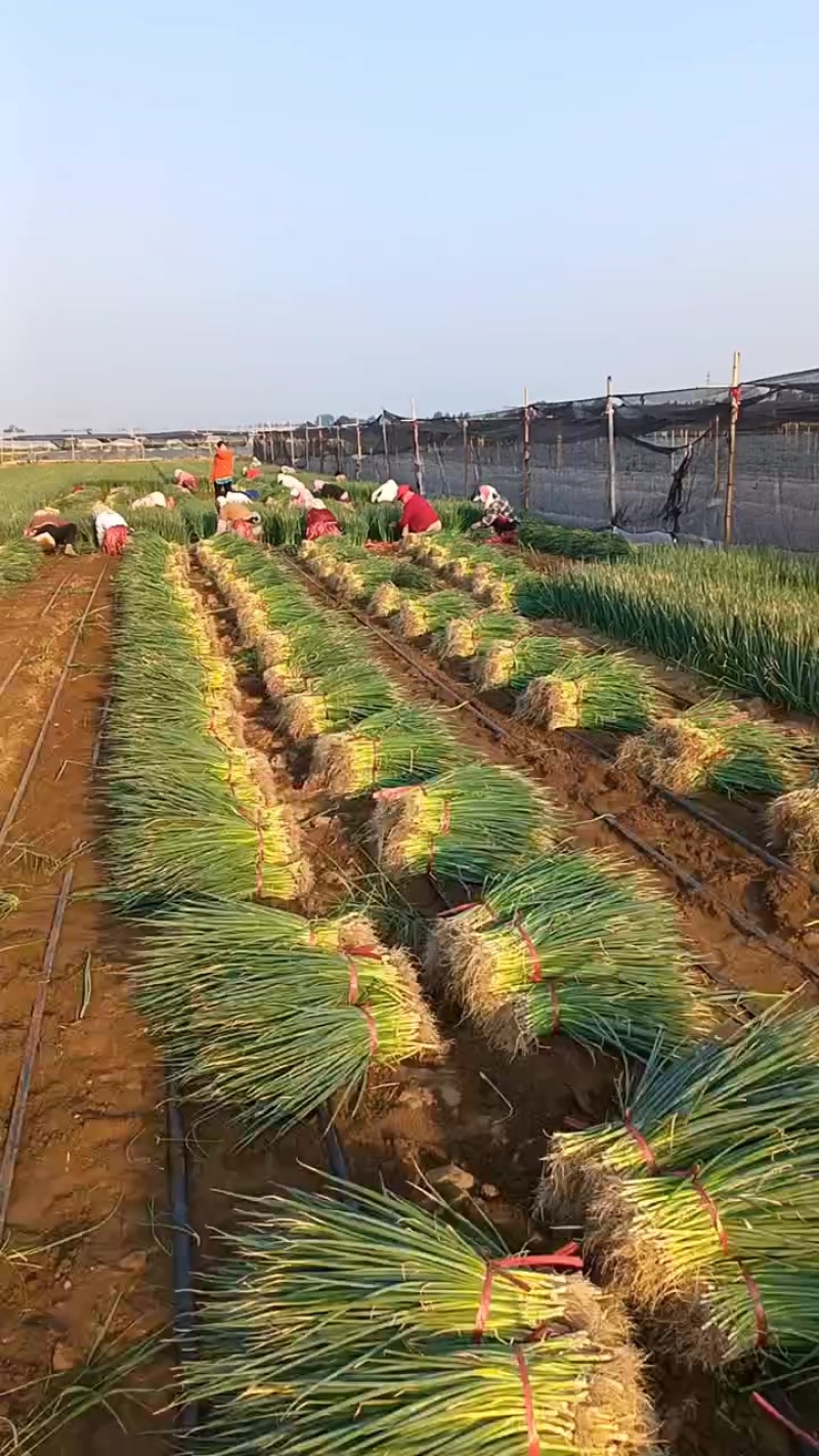 潍坊市坊子区麦茬葱苗大量上市，产品质量保证，基地直供