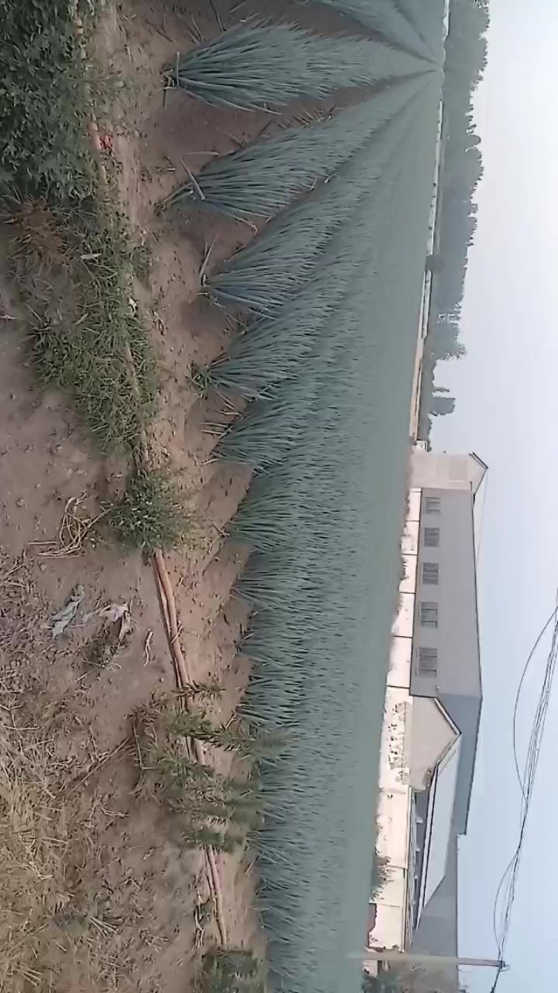 钢葱