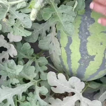 甜王