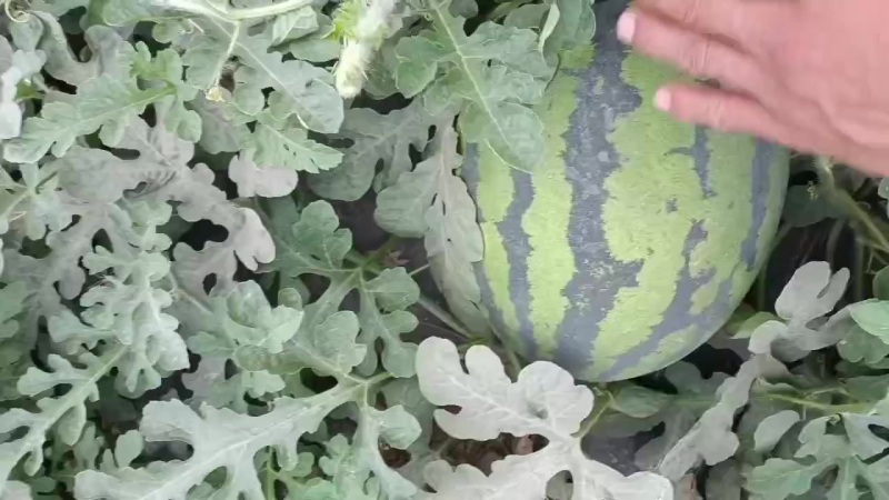 甜王