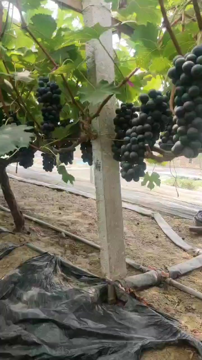 夏黑南太湖