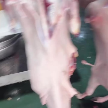 梅花鹿鹿肉