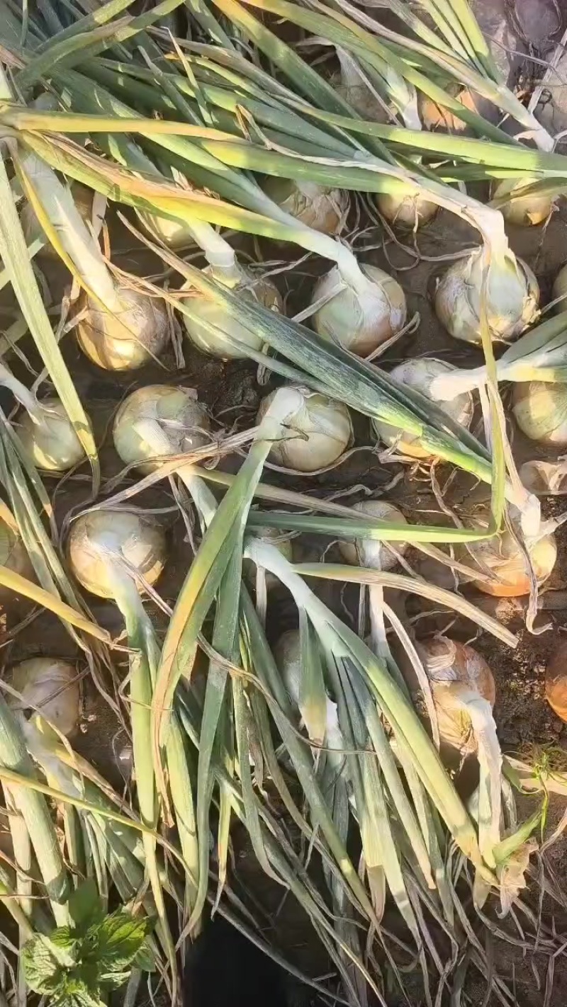 产地货紫皮黄皮洋葱市场货加工厂货都有80起步需要可以联系我。