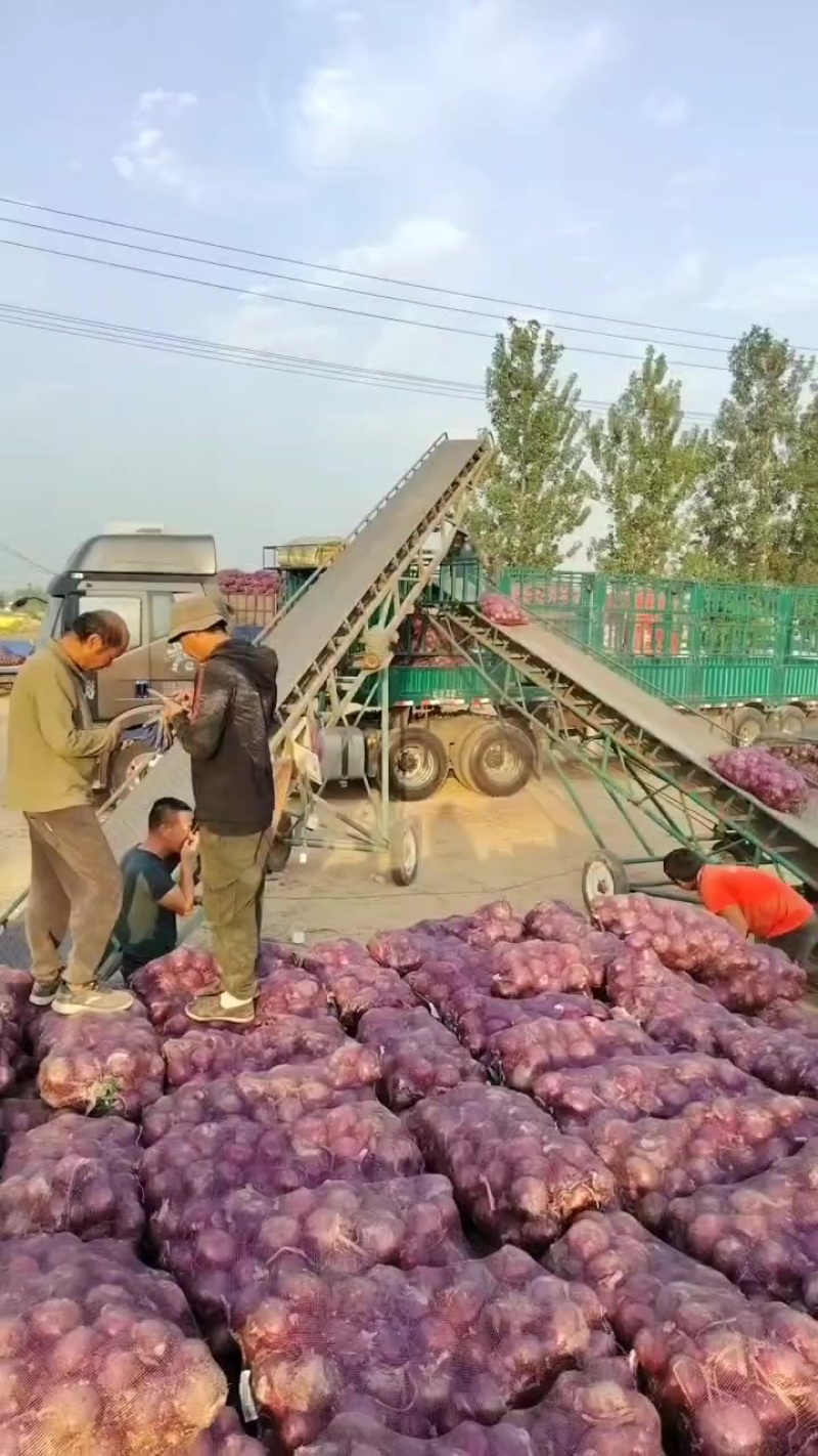 产地货紫皮黄皮洋葱市场货加工厂货都有80起步需要可以联系我。