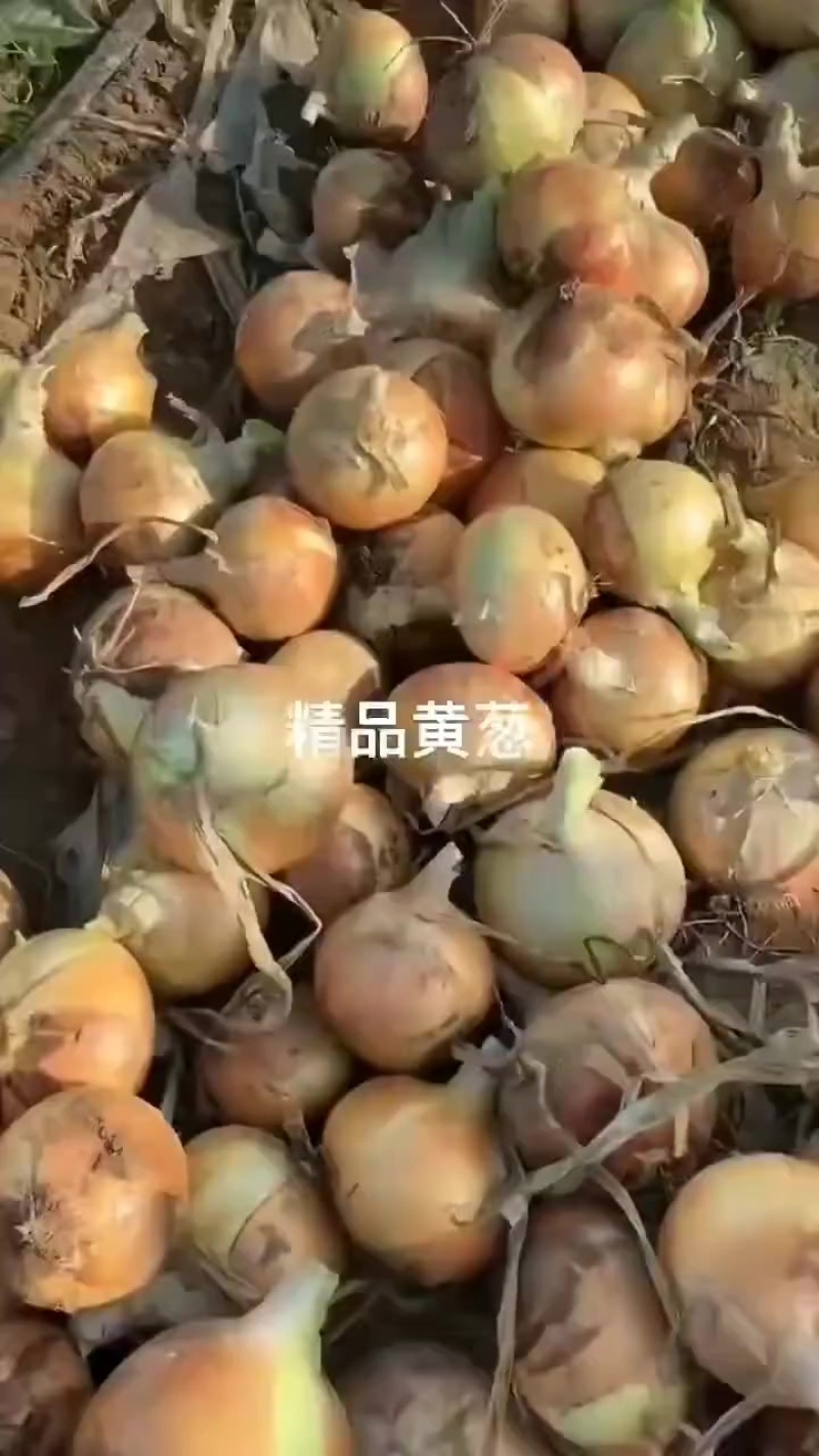 产地货紫皮黄皮洋葱市场货加工厂货都有80起步需要可以联系我。