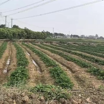 需要的可以联系我