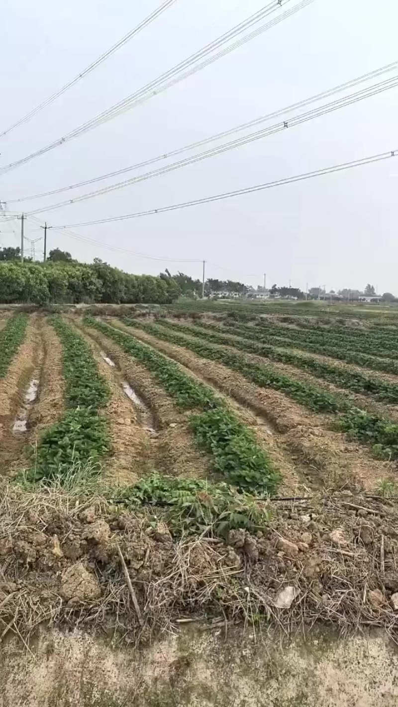 需要的可以联系我