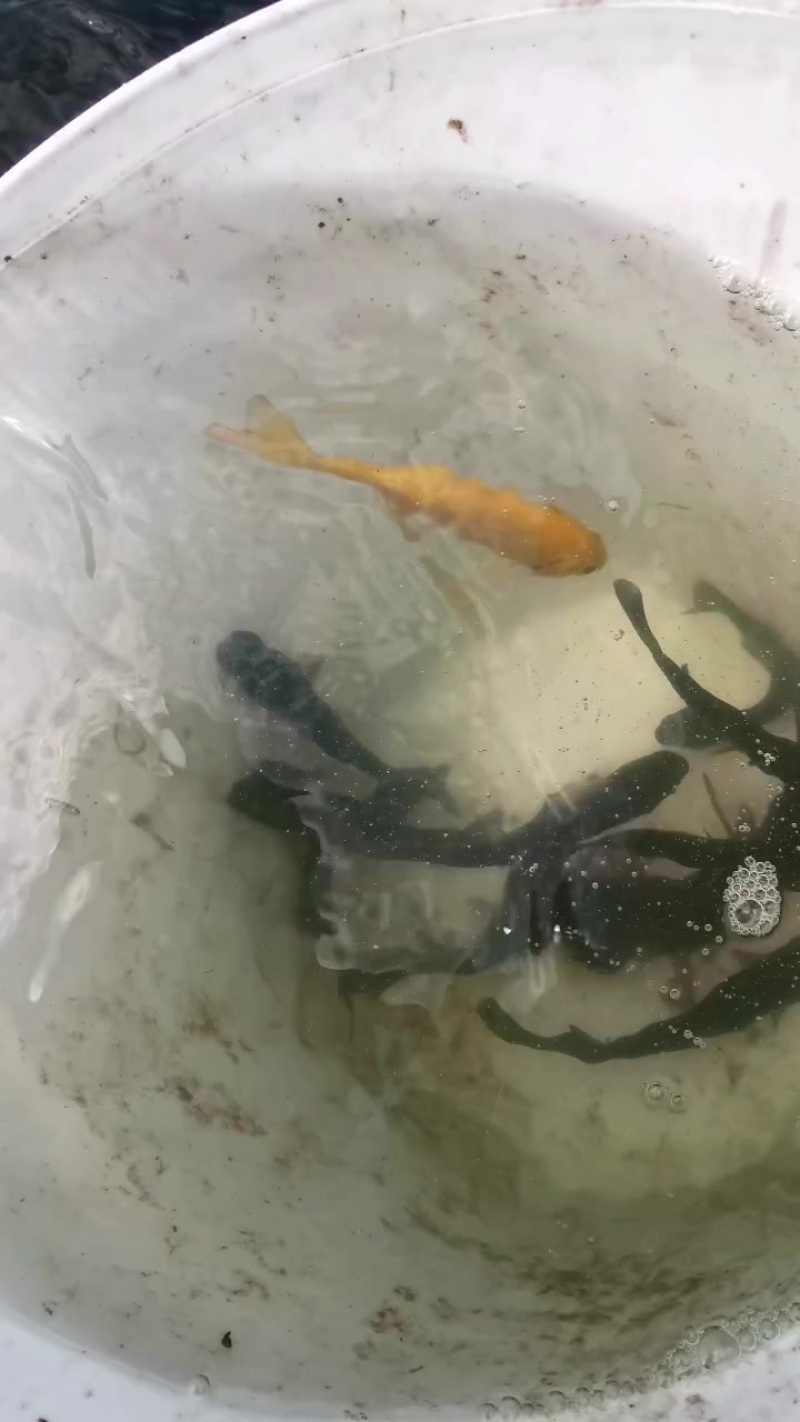 常年销售优质虹金鳟