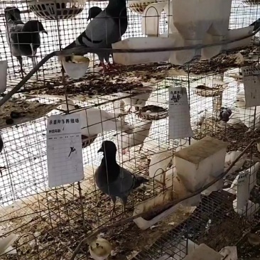 河南省信阳市固始县杨集乡道超村孙圩队卖鸽子