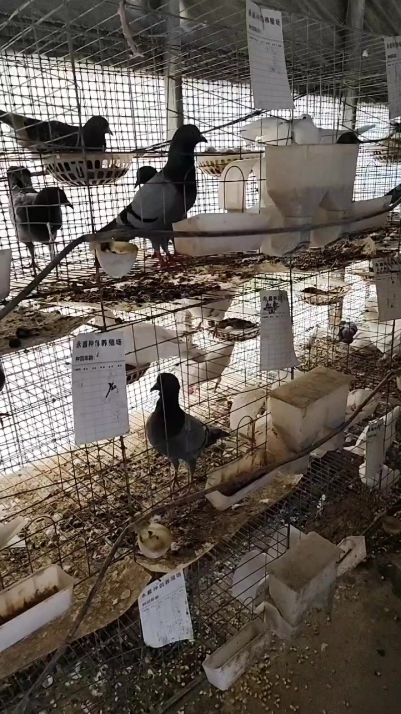 河南省信阳市固始县杨集乡道超村孙圩队卖鸽子