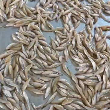 精品山根鱼