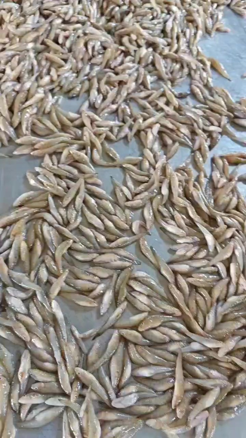 精品山根鱼