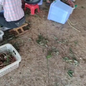 黑叶白腊荔枝大量