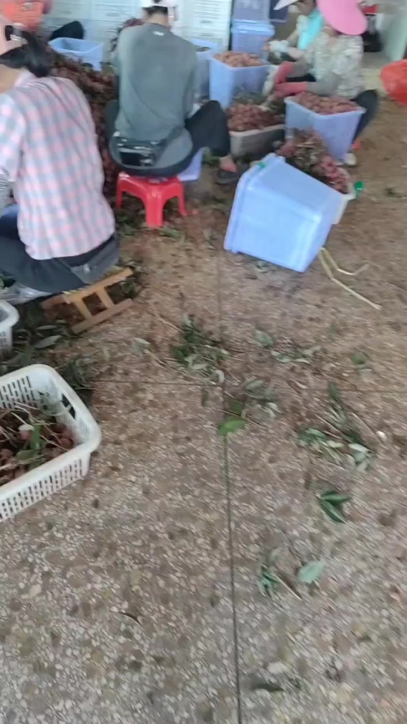黑叶白腊荔枝大量