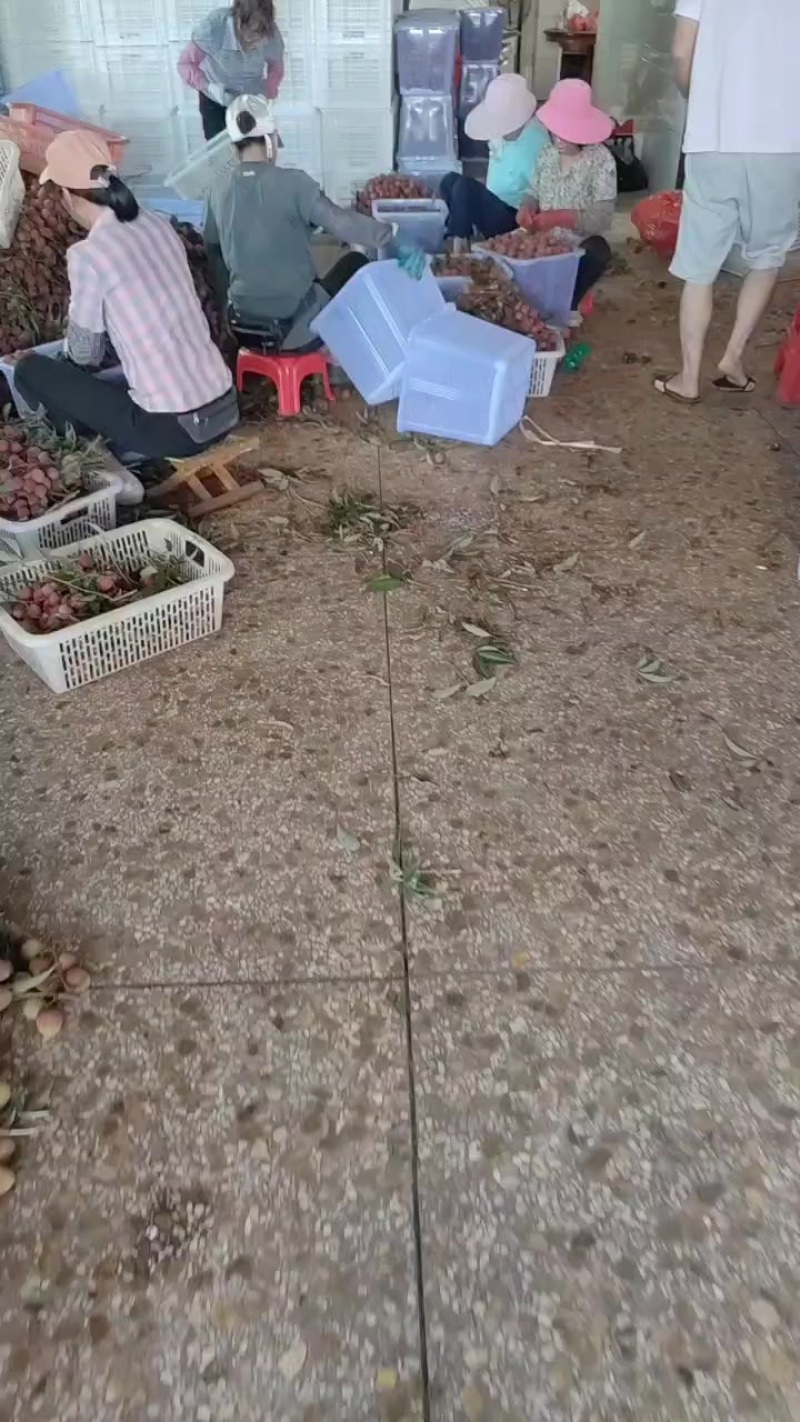 黑叶白腊荔枝大量